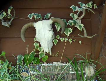 cow ivy'