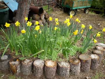 daffodils